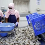 Trump Shrimp Tariffs Threaten India’s $7 Billion Seafood Exports